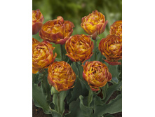 20,65���. ������� ������(�������� ���� �� 10 ��., ����������� ����� 5��.).jpg