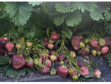 ��������� ������ (����������).jpg