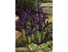 7,14���. ���� ����. ����� ����(���������� ������ ������ ���������� �� 10 ��.).jpg