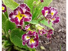 ������� �������� ������� (�ϣ ����)