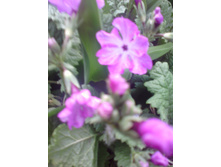 ������� ��������