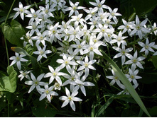 ������������ ���������