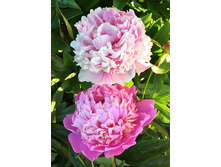 365,4���. ���� �� �����(���������� ������ ������ ���������� �� 1 ��.)���17.jpg