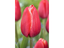 17,68���. ������� �����(�������� ���� �� 10 ��., ����������� ����� 5��.)���17.jpg