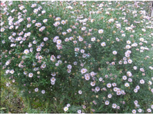 ����� ��������������� �������.jpg