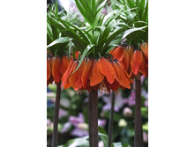 113,65���. ����������� ����� �������(�������� ���� �� 2 ��., ����������� ����� 1��.)���17.jpg