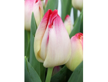 19,17���. ������� ����� ������(�������� ���� �� 10 ��., ����������� ����� 5��.)���17.jpg