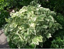 ����� �����������