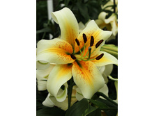 43,8���. ����� ������ ���(�������� ���� �� 5 ��., ����������� ����� 1��.).jpg