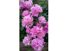 ���� ���� ����, ���� 200���.