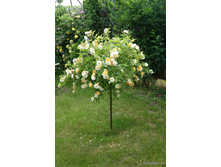 ����� Ghislaine de Feligonde.jpg