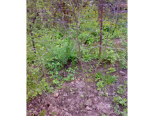 ����� ��� (5).jpg