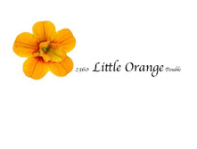 ���������� sb little orange double.jpg