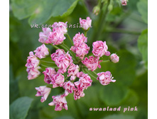 ���������� Swanland Pink