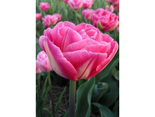 13,23���. ������� ���(���������� ������ ������ ���������� �� 10 ��.)���17.jpg