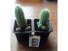 ������� � ������� � ��� �����