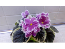 ���-��������(����)