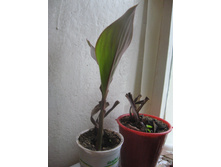 ����� �������������