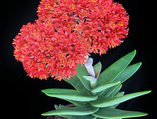 �������� �����������