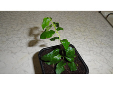 ��������������� ����������- 150 ���.