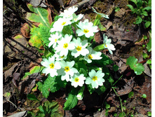 ������� ������ �����