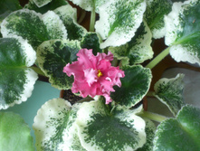 ��-�������� ���