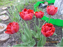 ����� �����