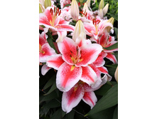 26,96���. ����� ������(�������� ���� �� 7 ��., ����������� ����� 3��.)���17.jpg