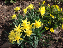 ������� ��� �. �.