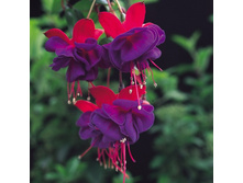 ������ Dollar princes