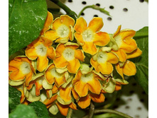 ������� (Telosma) - ������ �������� ...