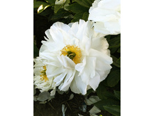 313,1���. ���� ���� �������(���������� ������ ������ ���������� �� 1 ��.)���17.jpg