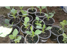 ����� ������