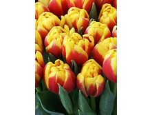 16,94���. ������� ����(�������� ���� �� 10 ��., ����������� ����� 5��.)���17.jpg