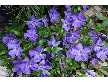 ��������. ��������������.