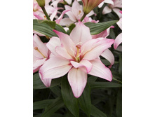 46,5���. ����� ������(�������� ���� �� 5 ��., ����������� ����� 1��.)���17.jpg