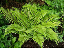 ����������.