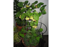 ������� (Telosma) - ������ �������� �������� ...