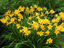 �������� ��������, ������.