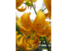 115,87���. ����� �������(�������� ���� �� 3 ��., ����������� ����� 1��.).jpg