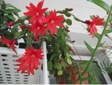 Rhipsalidopsis hybrid red, 14.05.2017