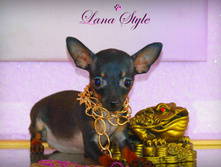 �� ����� (����)