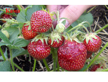 ��������� ���� (������ �����).jpg