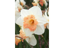 15,75���. ������� ��� ����(�������� ���� �� 10 ��., ����������� ����� 5��.)���17.jpg