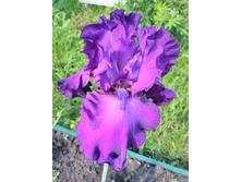 IMG 20170624 091107.jpg