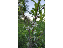 IMG 20170527 195935.jpg