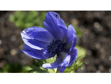 ������� DE CAEN