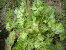 P1060289.JPG ������� ������� �����.