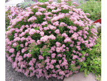 ������ ��������.jpg