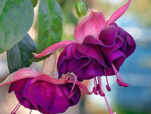 ������ Izabela Cieszynska